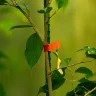 Тапенер садовый для подвязки растений, скобы 10 000 шт., лента 30 м Palisad